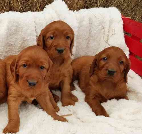 Irish Seter Puppies Берлін