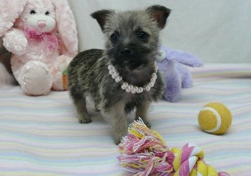 Cairn Terrier Puppies Berlin - photo 1