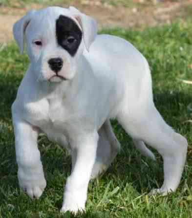 Dogo Argentino Puppies Берлин