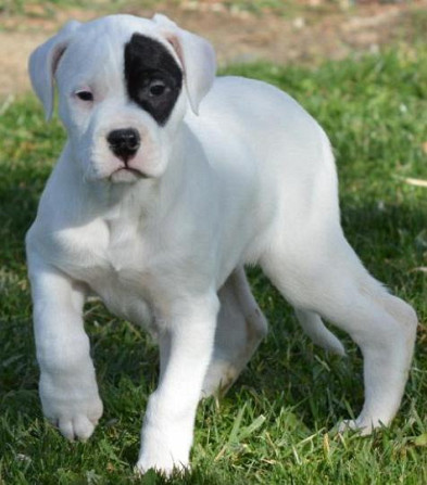 Dogo Argentino Puppies Berlin - photo 1