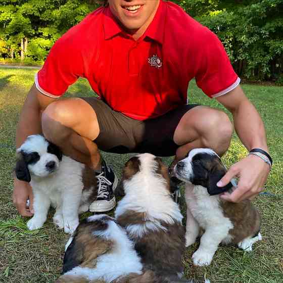 Saint Bernard Puppies Berlin