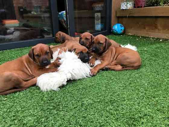 Rhodesian Ridgebeck Puppies Берлин