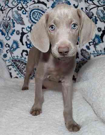 Weimaraner Puppies Берлін