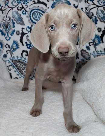 Weimaraner Puppies Berlin - photo 1