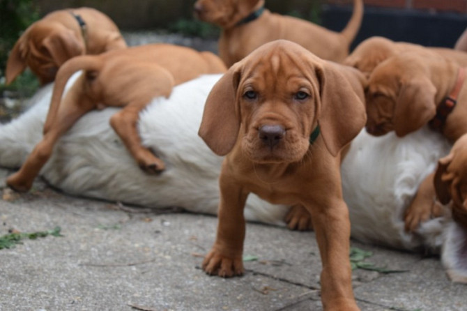 Vizla puppies Berlin - photo 1