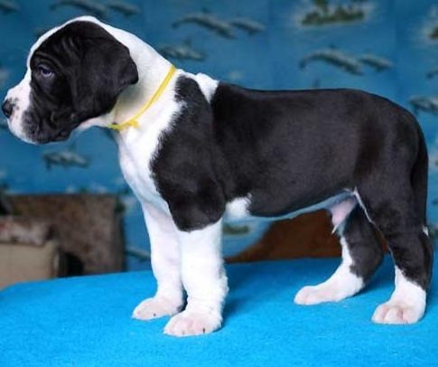 Great Dane puppies Берлин - изображение 1