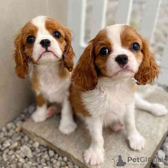 Cavalier King Charles Puppies Берлін