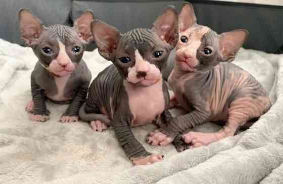 Sphynx kittens Берлін