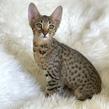 Savannah kittens Берлин - изображение 1