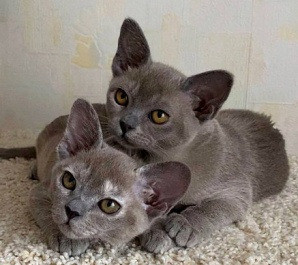 Burmese kittens Берлін - изображение 1