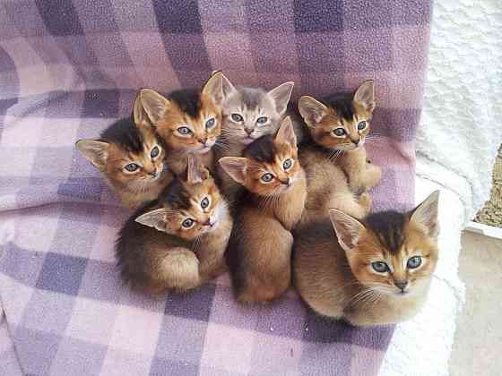 Abyssinain kittens Берлін