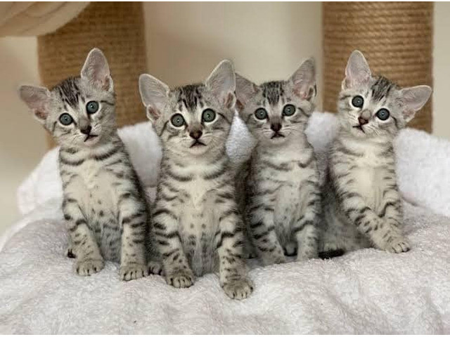 Egyptian Mau kittens Берлін - изображение 1