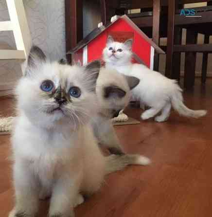 Birman kittens Берлін