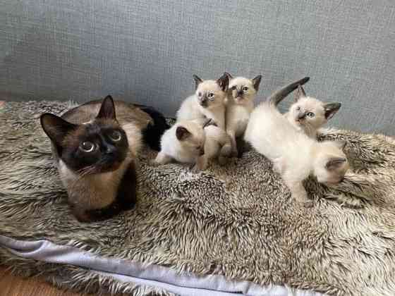 Siamese kittens Берлін