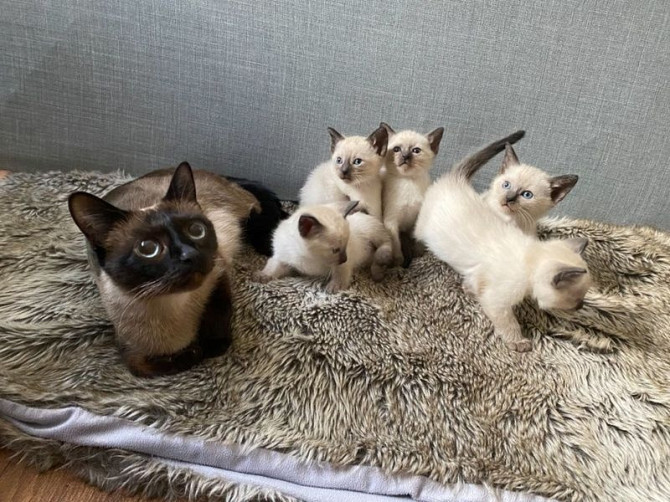 Siamese kittens Берлин - изображение 1