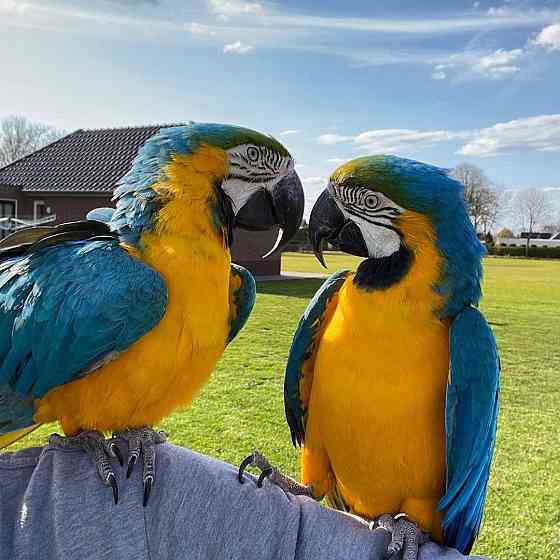 Blue and gold macaws Берлин