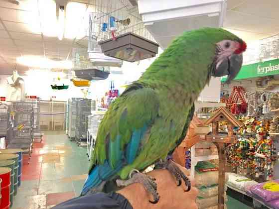 Miliatary macaws Berlin