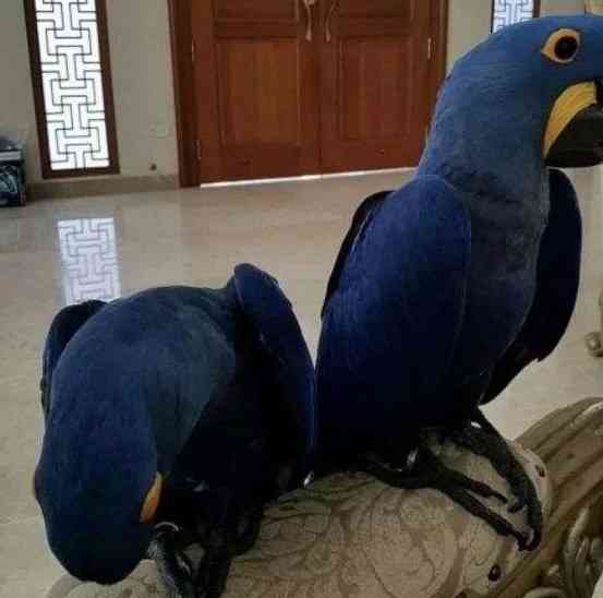 Hyacinth macaw parrots. Berlin