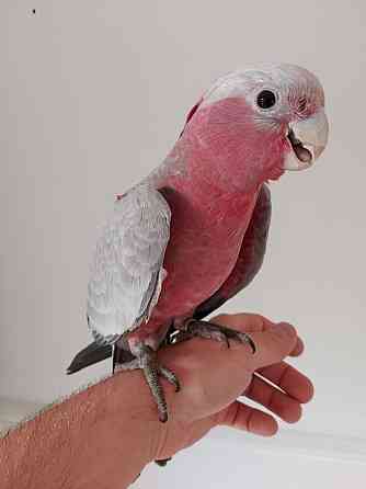 Galah Cockatoo Parrots Berlin