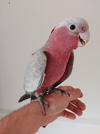 Galah Cockatoo Parrots Berlin - photo 1