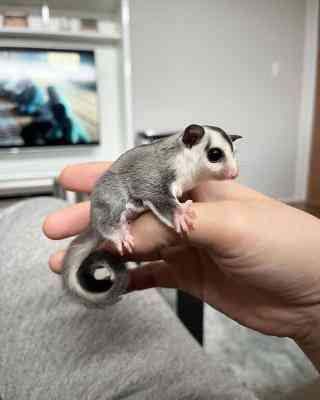 Sugar Gliders Берлин