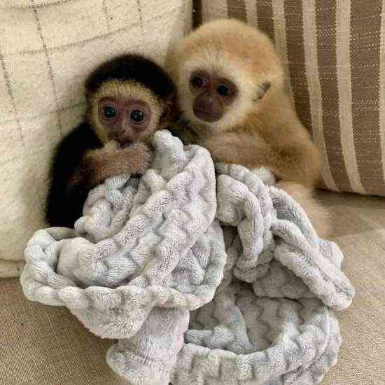 Capuchin monkeys Берлін