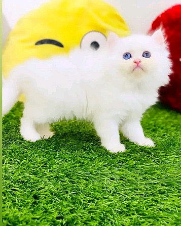 Persian kittens Гамбург - изображение 1