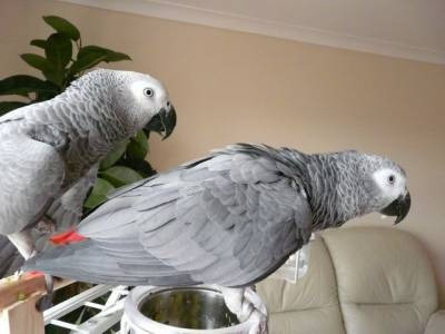 African Grey Parrots Гамбург - изображение 2