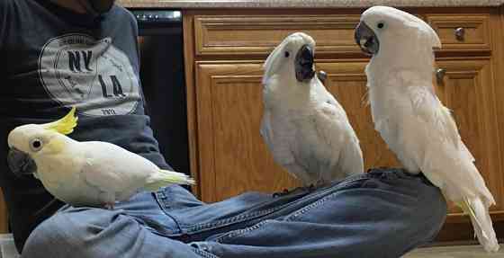 Cockatoo Parrots Гамбург