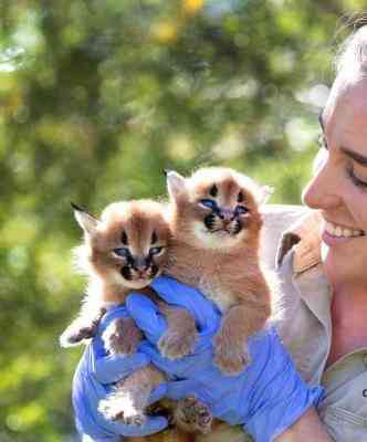 Caracal kittens Гамбург