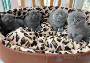 Scottish fold kittens Munich