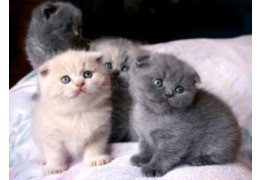 Scottish fold kittens Munich - photo 2