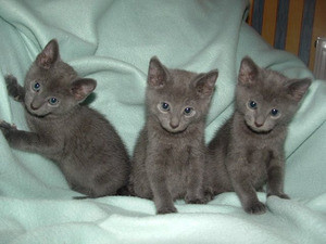 Russian Blue kittens Munich - photo 1