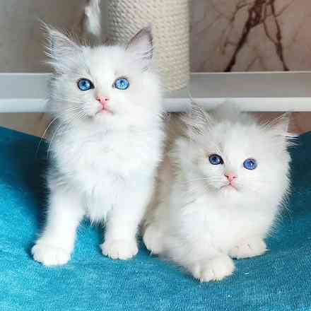 Ragdoll kittens Munich