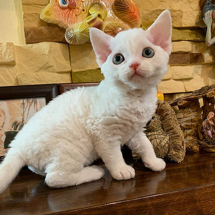 Devon Rex kittens Munich - photo 1