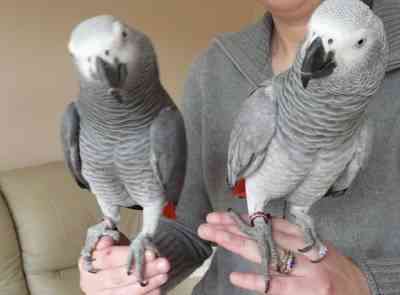 African Grey Parrots Мюнхен