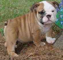 English Bulldog Puppies Гамбург