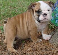 English Bulldog Puppies Hamburg - photo 1