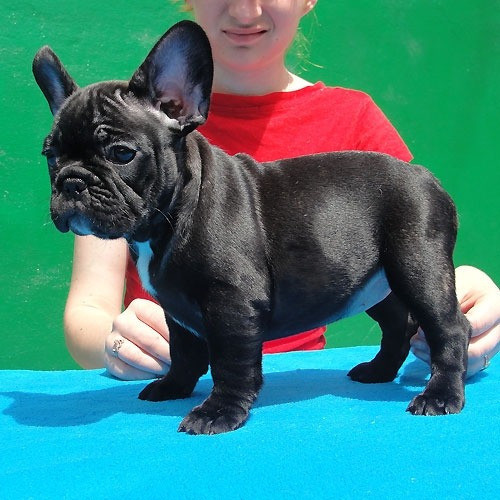 French Bulldog Puppies Hamburg - photo 2