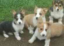 Pembroke Welsh Corgi Puppies Hamburg