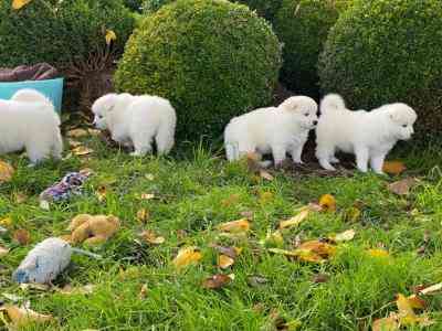 Samoyed Puppies Hamburg