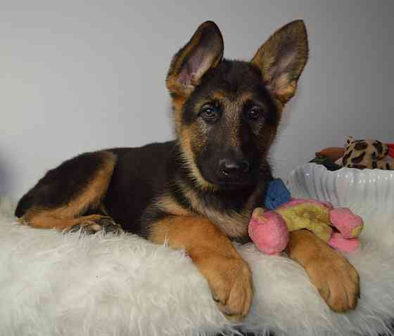 German Shepherd Puppies Гамбург