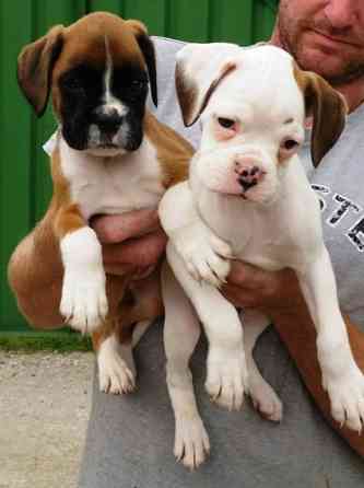 Boxer Puppies Гамбург