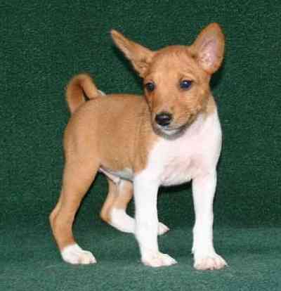 Basenji puppies Hamburg