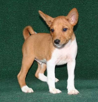 Basenji puppies Hamburg - photo 1