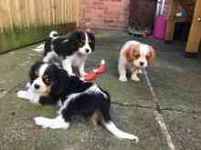 cavalier king charles Puppies Гамбург