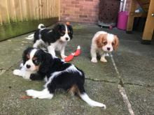 cavalier king charles Puppies Гамбург - изображение 1