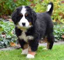 Bernese Mountain Dog Puppies Гамбург