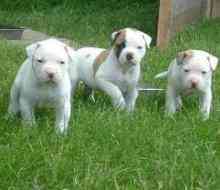 American Bulldog Puppies Hamburg