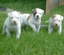 American Bulldog Puppies Hamburg - photo 1